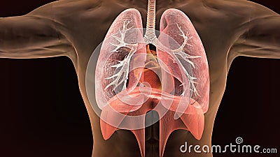 3d illustration of human body lungs anatomy Stock Photo