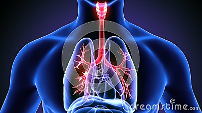 3d illustration of human body lungs Stock Photo