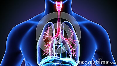 3d illustration of human body lungs Stock Photo