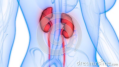 Human Body Organs Urinary System Kidneys Anatomy Stock Photo