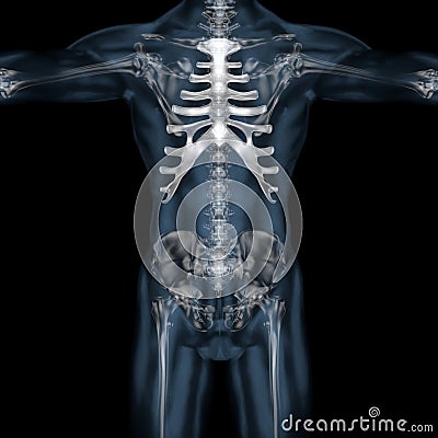 3D illustration of human body skeletal sternum Cartoon Illustration