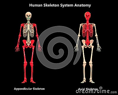 Human Body Skeleton System Appendicular and Axial Skeleton Anatomy Stock Photo