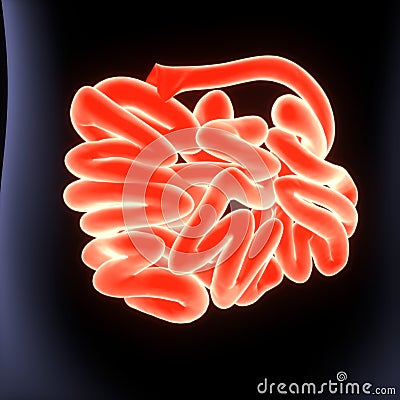 3D Illustration of Human Digestive System Anatomy Stomach with Small Intestine Stock Photo