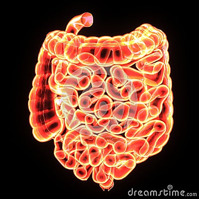 3D Illustration of Human Digestive System Anatomy & x28;Stomach with Small Intestine& x29; Stock Photo