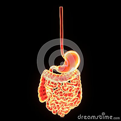 3D Illustration of Human Digestive System Anatomy & x28;Stomach with Small Intestine& x29; Stock Photo