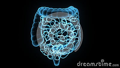 3D Illustration of Human Digestive System Anatomy & x28;Stomach with Small Intestine& x29; Stock Photo