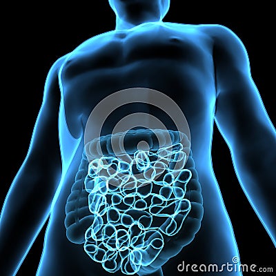 3D Illustration of Human Digestive System Anatomy & x28;Stomach with Small Intestine& x29; Stock Photo