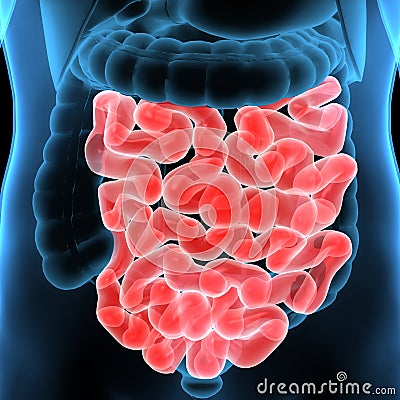 3D Illustration of Human Digestive System Anatomy & x28;Stomach with Small Intestine& x29; Stock Photo