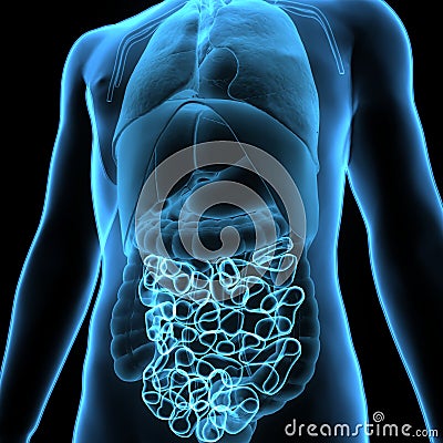 3D Illustration of Human Digestive System Anatomy & x28;Stomach with Small Intestine& x29; Stock Photo