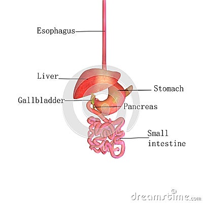 3d illustration human digestive system Stock Photo