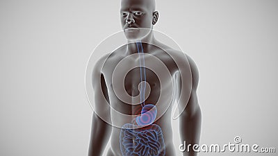 3d render of the human digestive system Cartoon Illustration