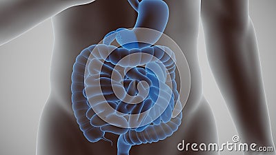 3d render of the human digestive system Cartoon Illustration