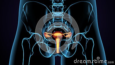 3d illustration of human female reproductive system anatomy. Stock Photo