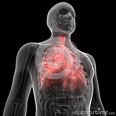 Human Lungs Inside Anatomy Larynx, Trachea, Bronchioles Stock Photo