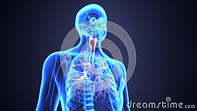 3D Illustration of Human Lungs Inside Anatomy Larynx, Trachea, Bronchioles Stock Photo