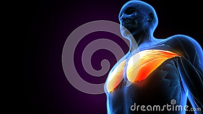 3d illustration of human muscular system torso muscles pectoral muscles anatomy Stock Photo