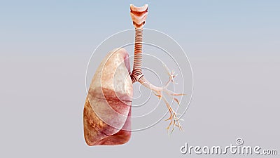 3d illustration of human respiratory system, healthy lung, Medically accurate, Cartoon Illustration