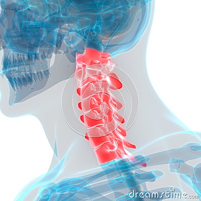 Human Skeleton System Vertebral Column Cervical Vertebrae Anatomy Stock Photo