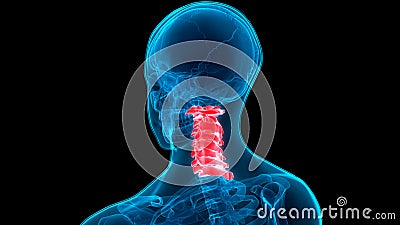 Human Skeleton System Vertebral Column Cervical Vertebrae Anatomy Stock Photo