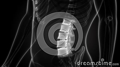 Human Skeleton System Vertebral Column Lumbar Vertebrae Anatomy Stock Photo