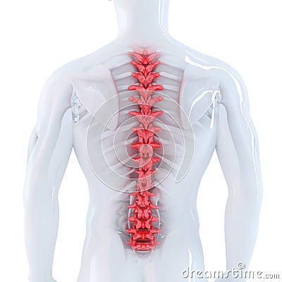 3d illustration of human spine. Isolated. Contains clipping path Cartoon Illustration