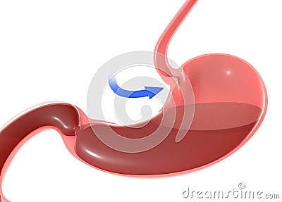 3D illustration of the human stomach, highlighting the duodenal sphincter and trachea. Cartoon Illustration