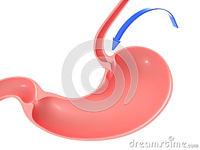 3D illustration of the human stomach, highlighting the duodenal sphincter and trachea. Cartoon Illustration