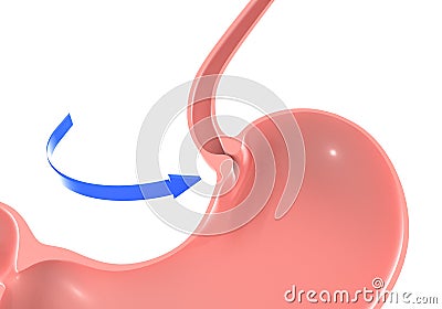 3D illustration of the human stomach, highlighting the duodenal sphincter and trachea. Cartoon Illustration