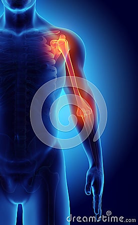 3D illustration of Humerus, medical concept. Cartoon Illustration