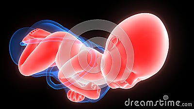 Labor and Vaginal birth Anatomy Stock Photo