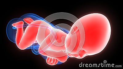 Labor and Vaginal birth Anatomy Stock Photo