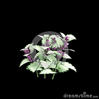 3d illustration of Lamium maculatum bush isolated on black background Cartoon Illustration