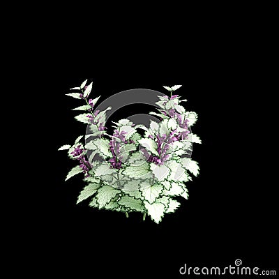 3d illustration of Lamium maculatum bush isolated on black background Cartoon Illustration