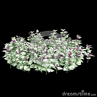 3d illustration of Lamium maculatum bush isolated on black background Cartoon Illustration