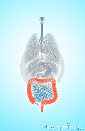 3D illustration of Large Intestine. Cartoon Illustration