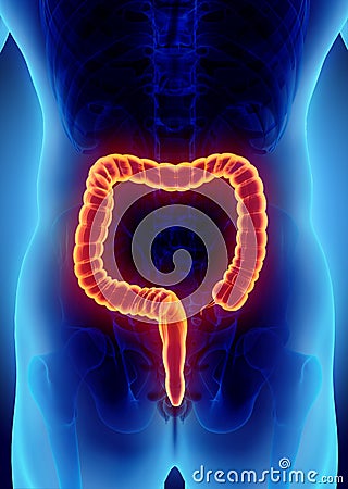 3D illustration of Large Intestine. Cartoon Illustration