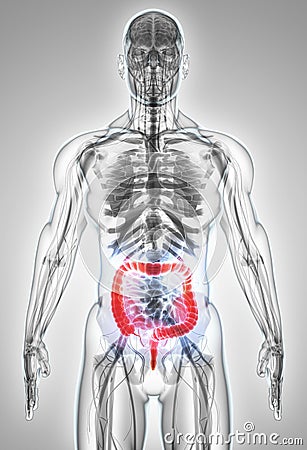 3D illustration of Large Intestine. Cartoon Illustration