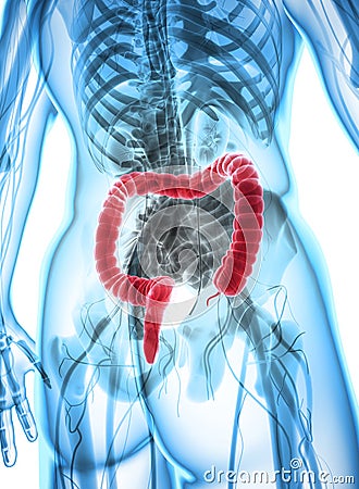 3D illustration of Large Intestine. Cartoon Illustration