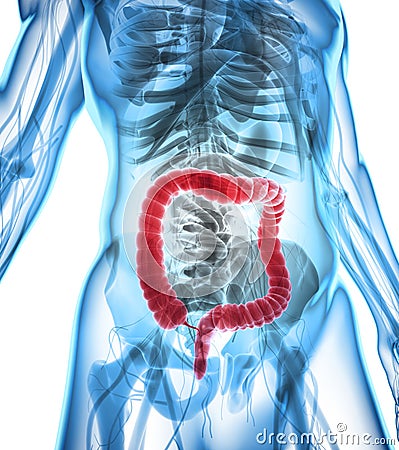 3D illustration of Large Intestine. Cartoon Illustration