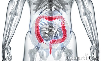 3D illustration of Large Intestine. Cartoon Illustration