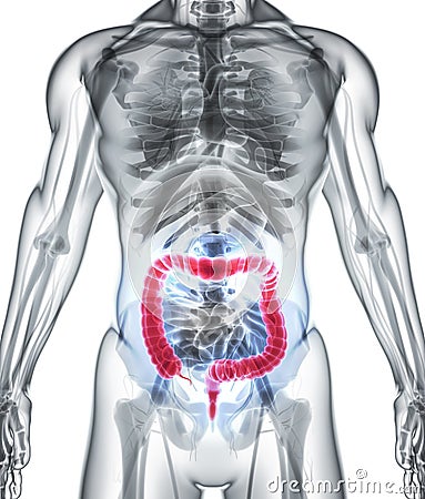 3D illustration of Large Intestine. Cartoon Illustration