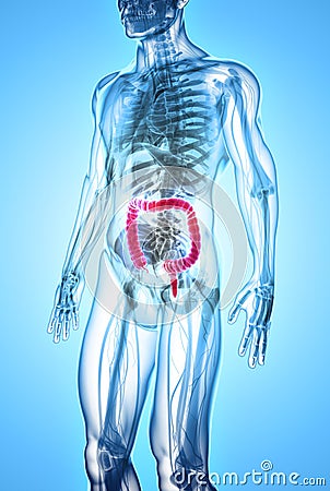 3D illustration of Large Intestine. Cartoon Illustration