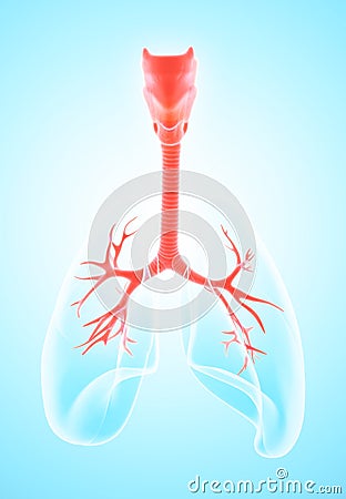 3D illustration of Larynx Trachea Bronchi. Cartoon Illustration