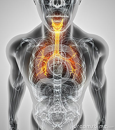 3D illustration of Larynx Trachea Bronchi. Cartoon Illustration