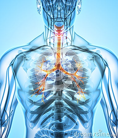 3D illustration of Larynx Trachea Bronchi. Cartoon Illustration