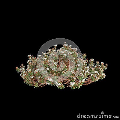 3d illustration of Ledum decumbens bush isolated on black background Cartoon Illustration