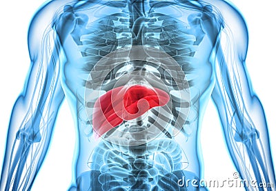 3D illustration of Liver. Cartoon Illustration