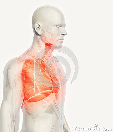 3D illustration of Lungs, medical concept. Cartoon Illustration