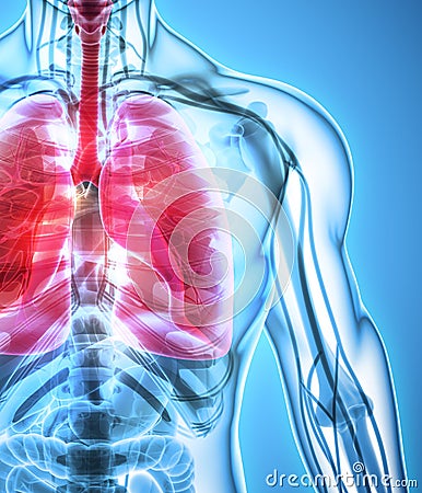 3D illustration of Lungs, medical concept. Cartoon Illustration