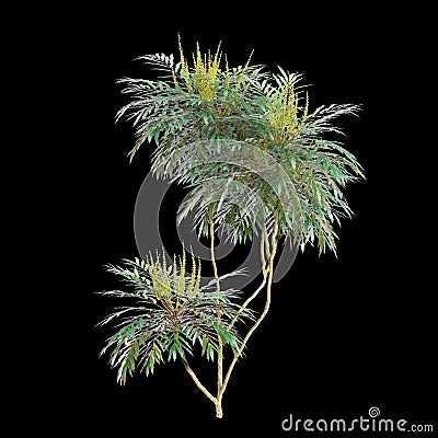 3d illustration of Mahonia confusa tree isolated on black background Cartoon Illustration